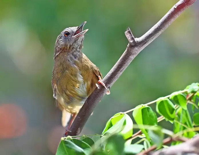 Chim tiểu mi: Cách nhận biết, nuôi dưỡng và thuần hóa chim 4 Thuần hoá chim tiểu mi