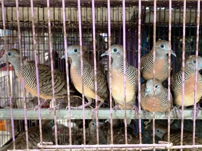 Tổng quan về chim cu vằn