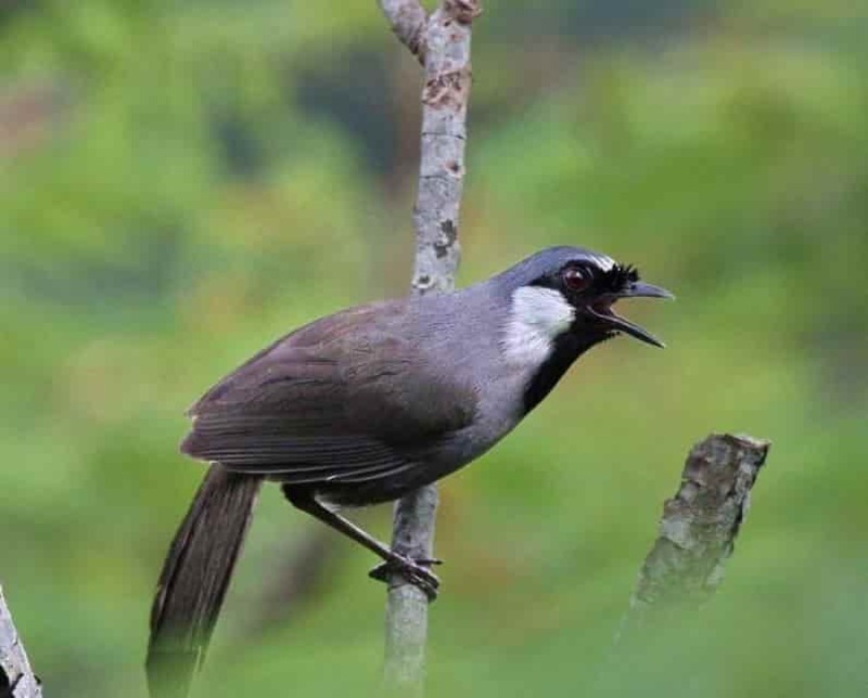 Tổng quan về chim khướu
